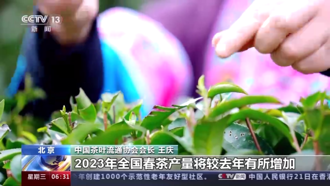 今年春茶全面(miàn)開采 開采期較(jiao)去年提前