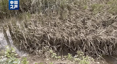 五(wǔ)常大米受災，影響(xiǎng)如何？幾組數據講(jiang)清→