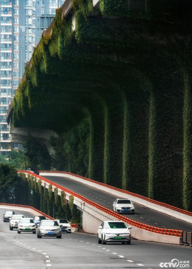 2025年12月7日，成都，高(gao)架橋下爬滿碧綠(lǜ)的爬山虎。視覺中(zhōng)國