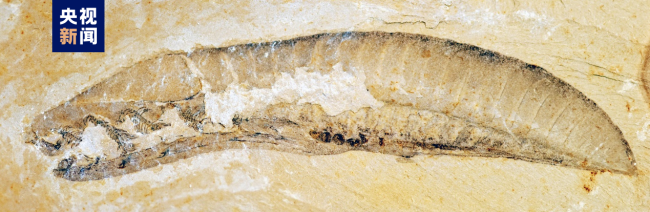 2022年度(du)中國古生物學十(shi)大進展發布