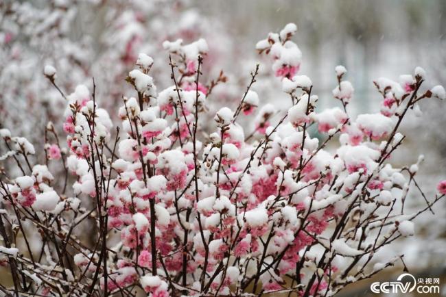 甘肅(su)酒泉：立夏飛雪